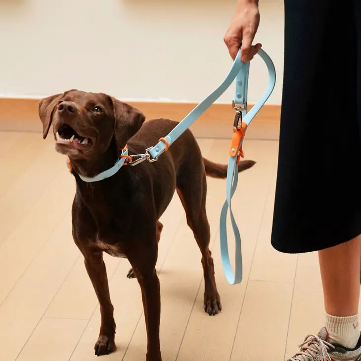 Approved by Fritz - Baby Blue/Orange Leash