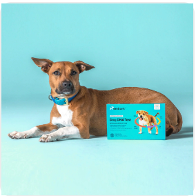 Embark for Veterinarians dog DNA test kits - VetCove