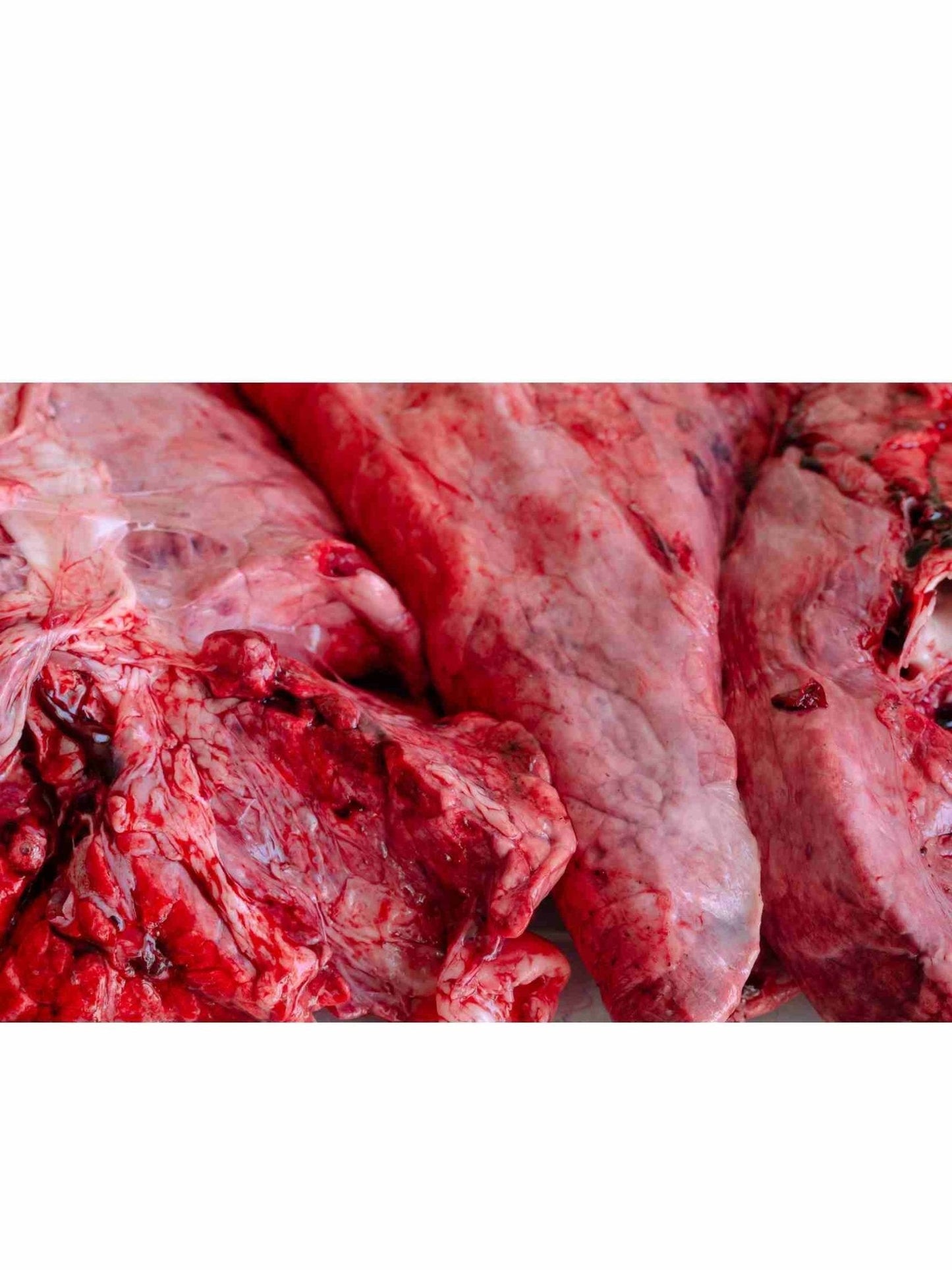 Bulk Beef Lungs 30 lbs