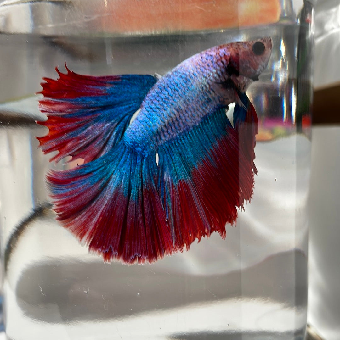 Super Delta Betta (Male)
