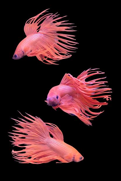 Betta, Crowntail - Male