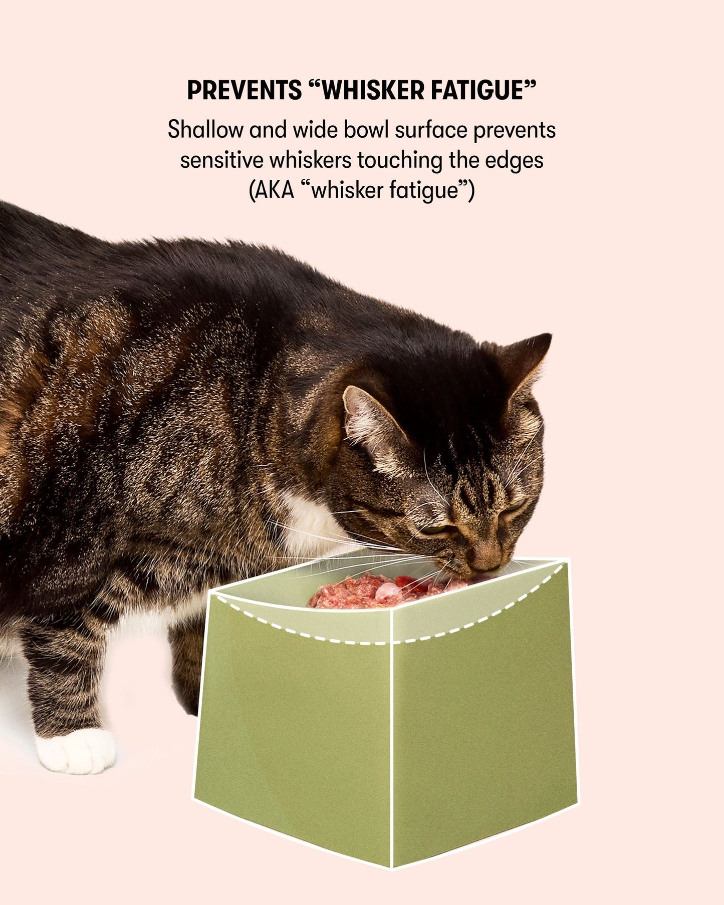 CAT Corner Bowls - Olive