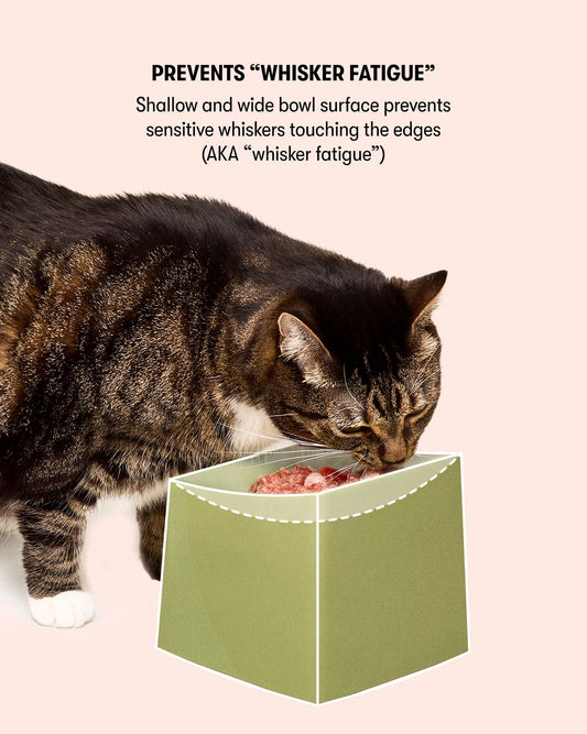 CAT Corner Bowls - Olive