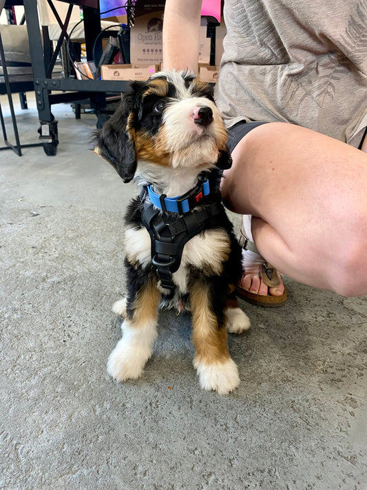 Smellydogz Comfort Harness
