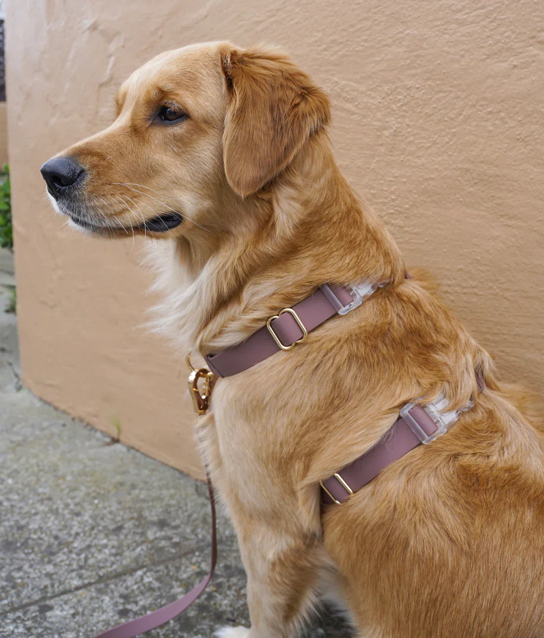 Sunny Tails Waterproof Harness - Espresso