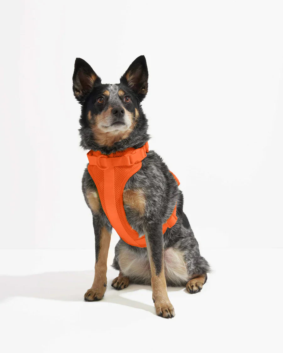 Wild One Comfort Harness - Blaze