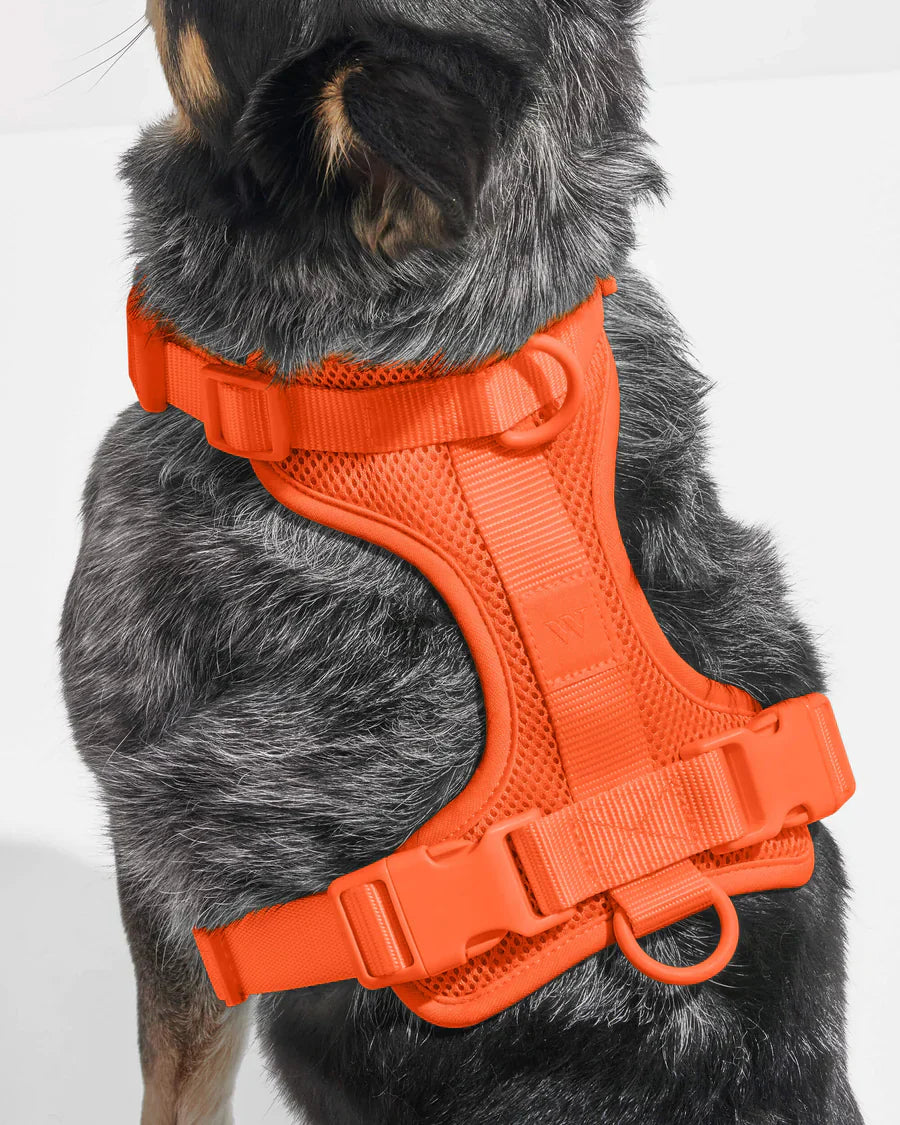 Wild One Comfort Harness - Blaze