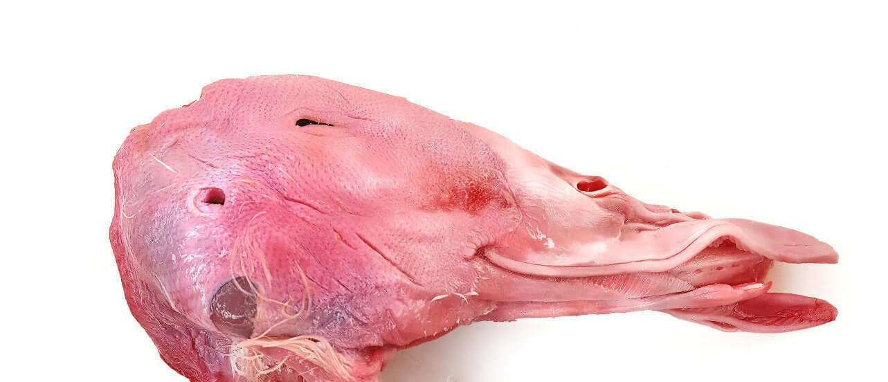 Bulk 40lbs Duck Heads Antibiotic / Hormone Free (Pickup Only)