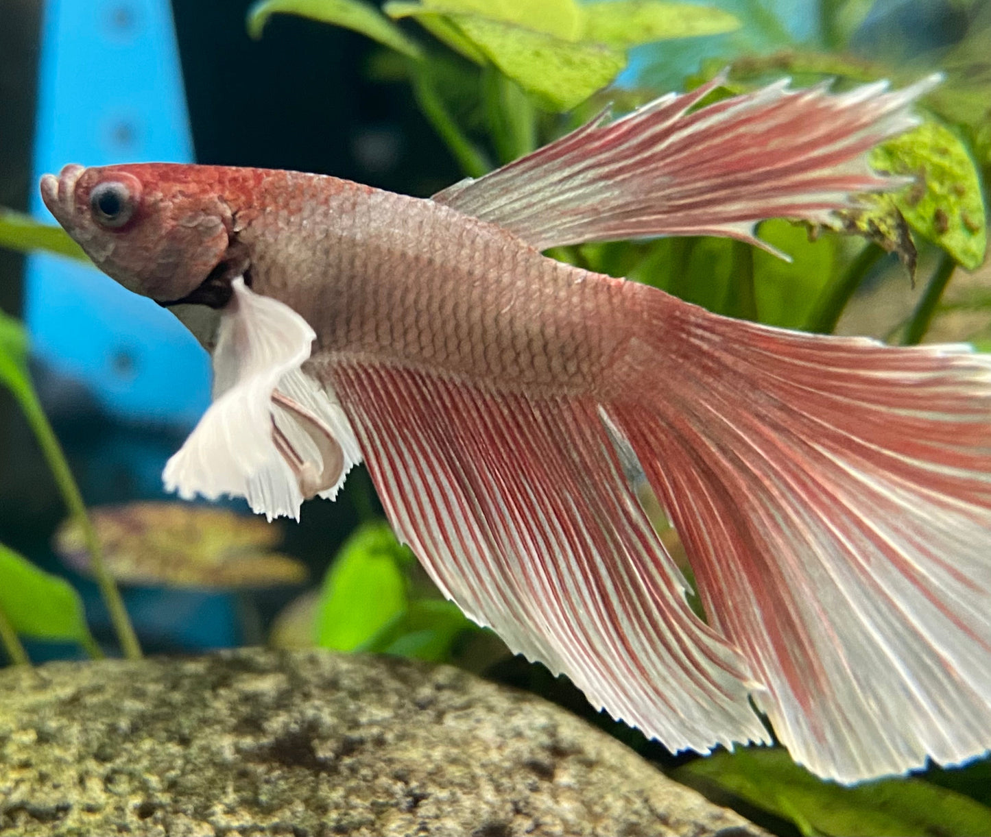 Betta, Dumbo - Male