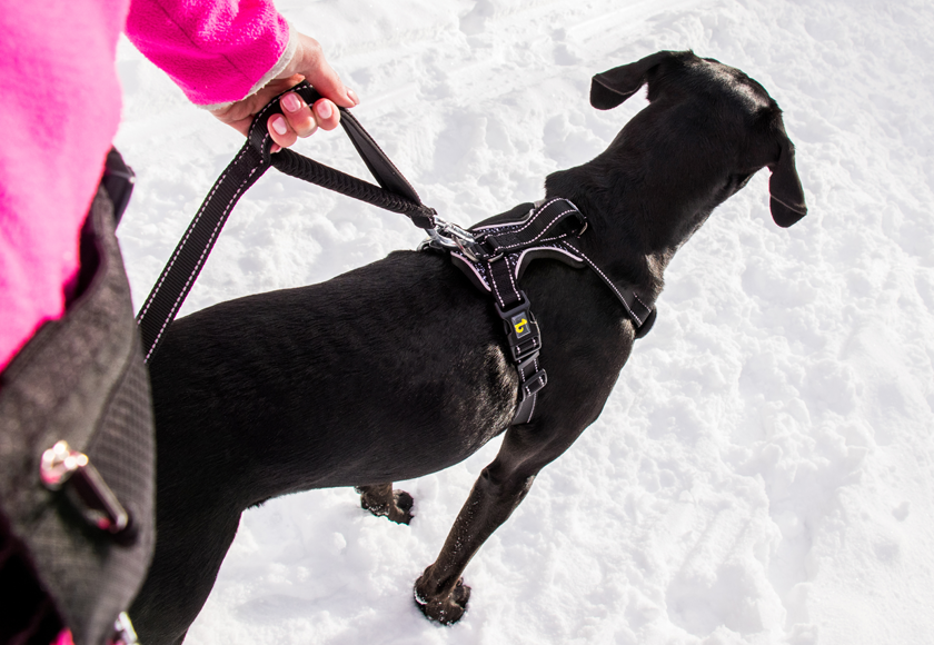 Be One Breed Comfort Harness Small